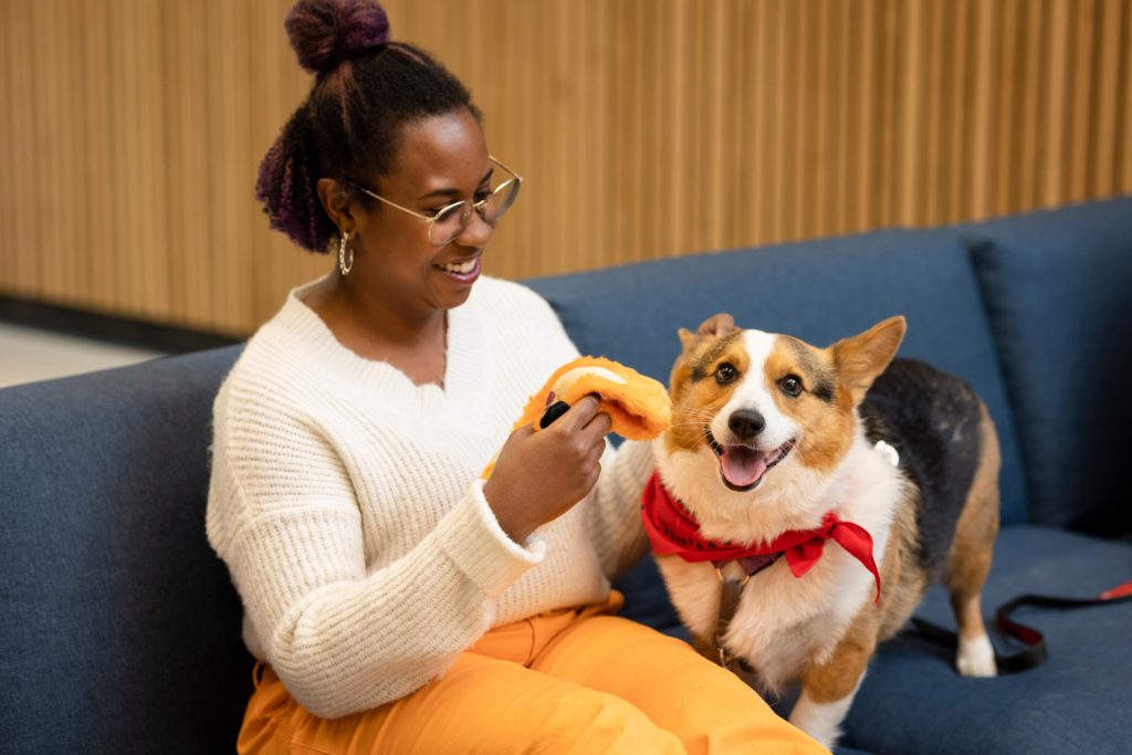 social work student playing with HABIT therapy dog on couch.