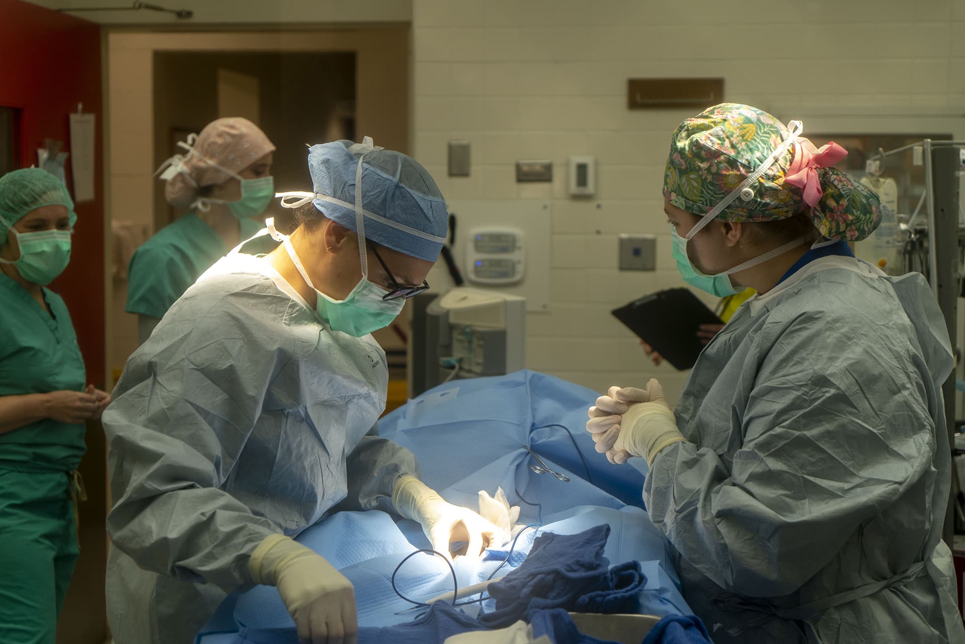 Veterinarians performing surgery 