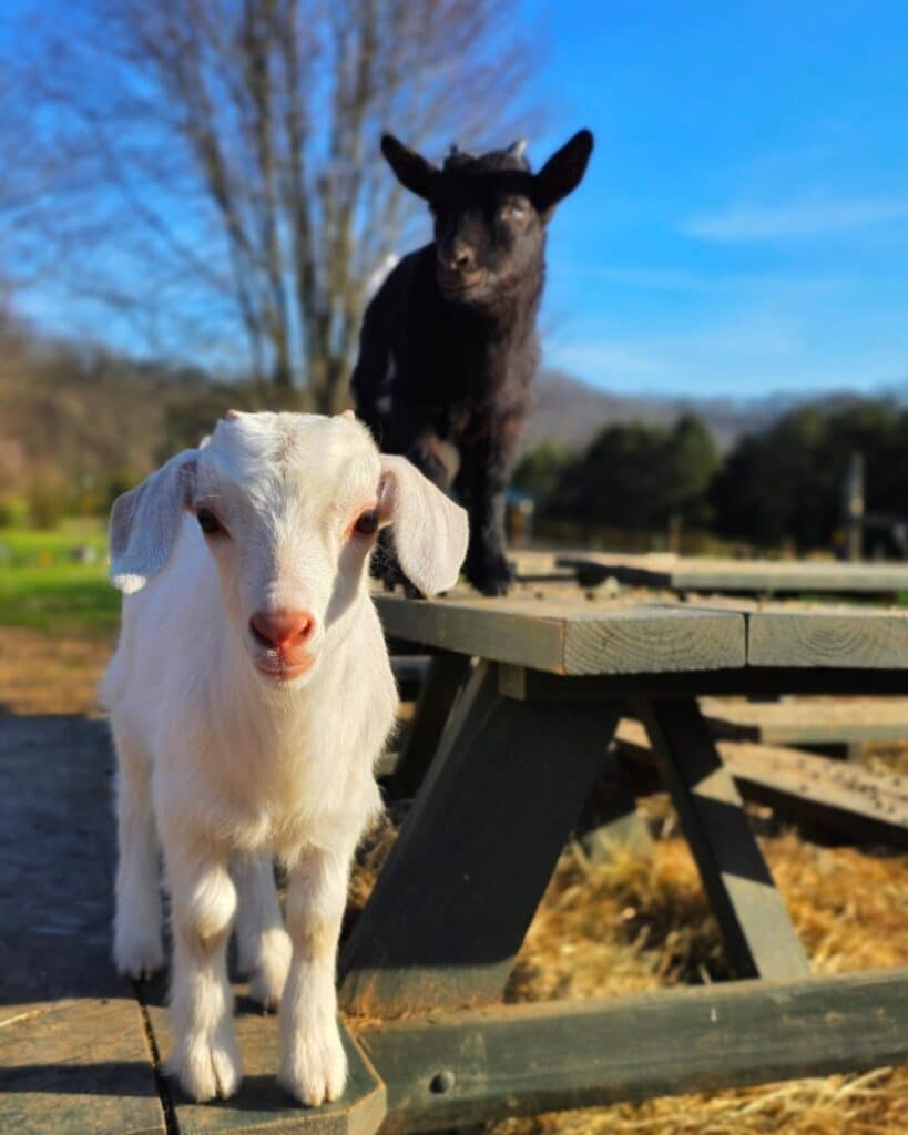 Baby goats on the farm