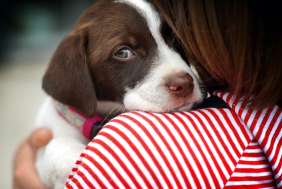 brown and white puppy looking over woman's shoulder