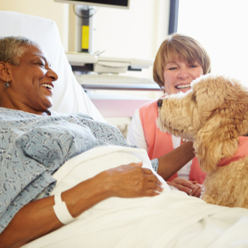 elderly woman with social worker and veterinary social work dog in hospital